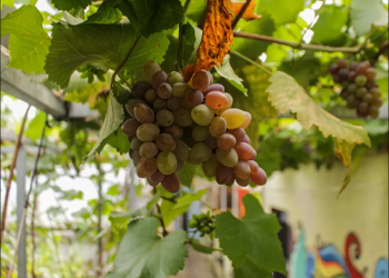 Mengenal Kampung Anggur di Pusat Kota Cimahi