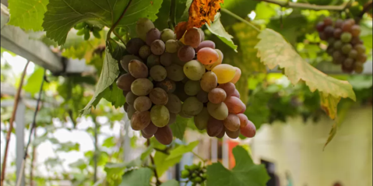 Mengenal Kampung Anggur di Pusat Kota Cimahi