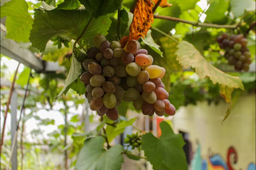 Mengenal Kampung Anggur di Pusat Kota Cimahi