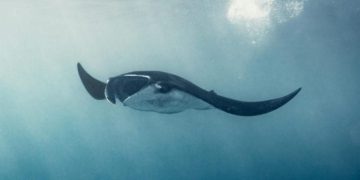 7 Hewan Pemakan Bintang Laut yang Menarik