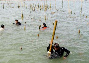 Hilangnya Hutan Mangrove, Nelayan Minta Pemerintah Tangani Pengrusak Ekosistem Pesisir