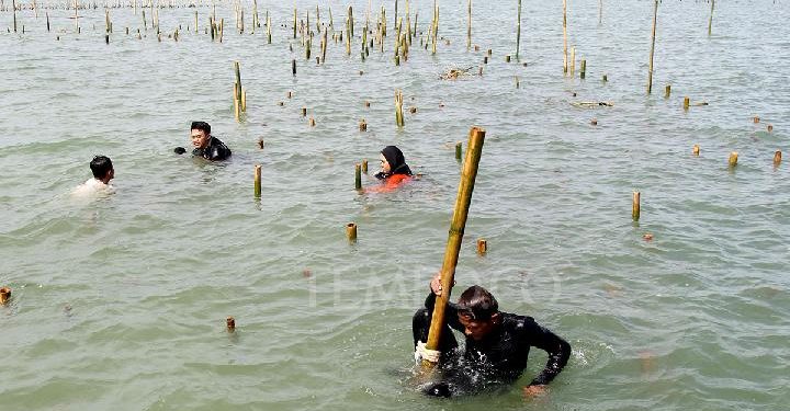 Hilangnya Hutan Mangrove, Nelayan Minta Pemerintah Tangani Pengrusak Ekosistem Pesisir