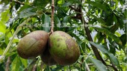 Buah Kedondong: Rasa Asam Manis yang Berkhasiat untuk Kesehatan