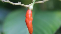 Sayembara Cabai 2 Kg per Batang di Temanggung: Hadiah Rp50 Juta dari Bupati!