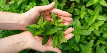 Waspada! 6 Tanaman Berbahaya di Depan Rumah