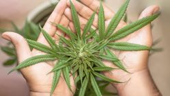 Oknum Sekdes Garut Ditangkap Gara-Gara Tanam 125 Pohon Ganja