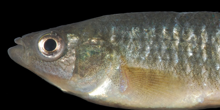 5 Fakta Menarik Mummichog, Ikan Kecil yang Berpengaruh dalam Ilmu Pengetahuan