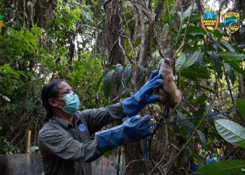 8 Kukang Jawa Siap Kembali ke Alam Liar di Taman Nasional Ujung Kulon