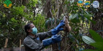 8 Kukang Jawa Siap Kembali ke Alam Liar di Taman Nasional Ujung Kulon