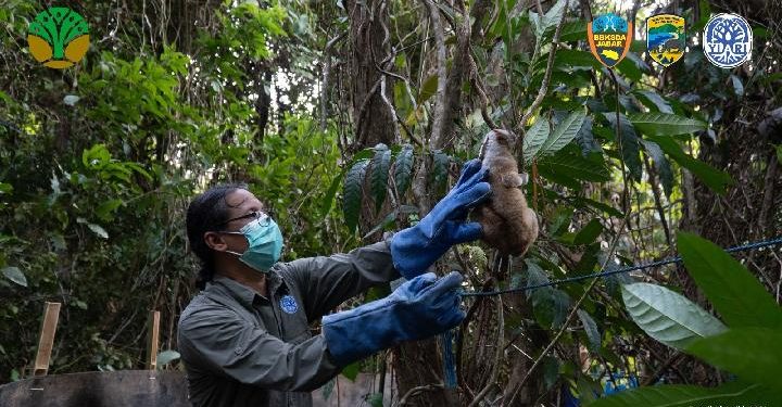 8 Kukang Jawa Siap Kembali ke Alam Liar di Taman Nasional Ujung Kulon