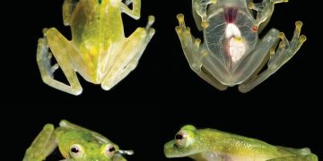5 Fakta Menarik Kulit Transparan Katak Kaca, Lihat Organ Dalamnya!