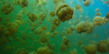 5 Fakta Menarik Danau Ubur-Ubur, Berisi Jutaan Makhluk Tak Beracun!