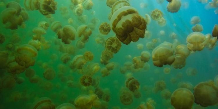 5 Fakta Menarik Danau Ubur-Ubur, Berisi Jutaan Makhluk Tak Beracun!