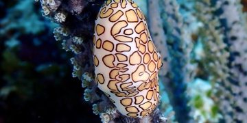 4 Fakta Menarik Siput Laut Beracun!