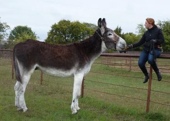 Hewan Peliharaan Pemegang Rekor Dunia, Mulai dari Terpanjang hingga Tertinggi