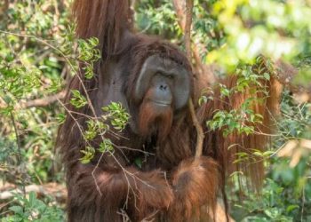 Hadiah Kemerdekaan untuk Jojo, Orang Utan Kecil