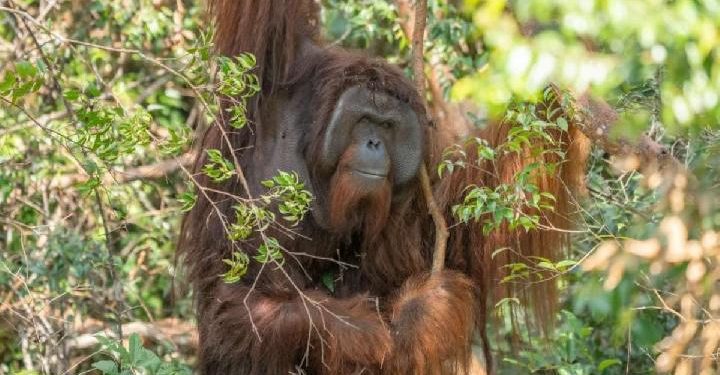 Hadiah Kemerdekaan untuk Jojo, Orang Utan Kecil