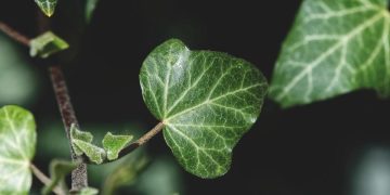 Apa Jika Manusia Bisa Berfotosintesis?