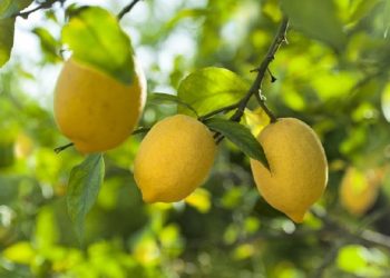 Peneliti Ungkap Buah Tersehat di Dunia, Bisa Ditemukan di RI