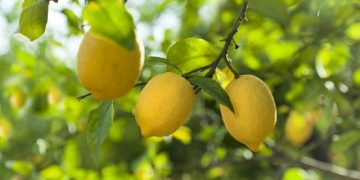 Peneliti Ungkap Buah Tersehat di Dunia, Bisa Ditemukan di RI