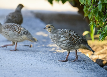 5 Fakta Menarik Francolin Abu-abu, Burung Kecil yang Dekat dengan Manusia