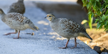 5 Fakta Menarik Francolin Abu-abu, Burung Kecil yang Dekat dengan Manusia