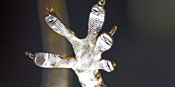 5 Fakta Ilmiah Kaki Tokek, Rahasia Menempel di Dinding!