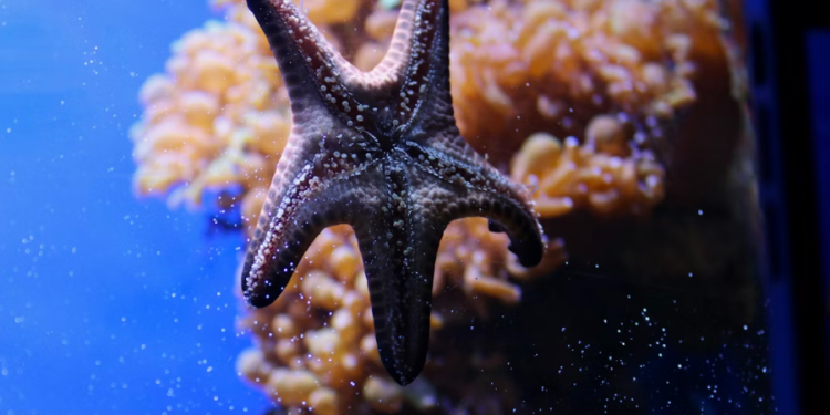 5 Fakta Menarik Bintang Laut, Hewan Laut yang Mampu Regenerasi Tubuh