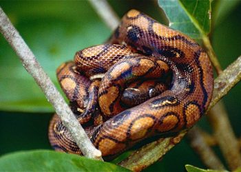 5 Fakta Ular Boa Pelangi yang Membuat Mata Terpukau!