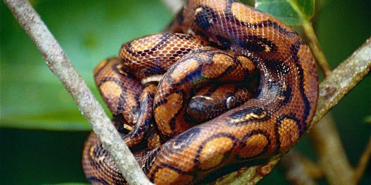 5 Fakta Ular Boa Pelangi yang Membuat Mata Terpukau!