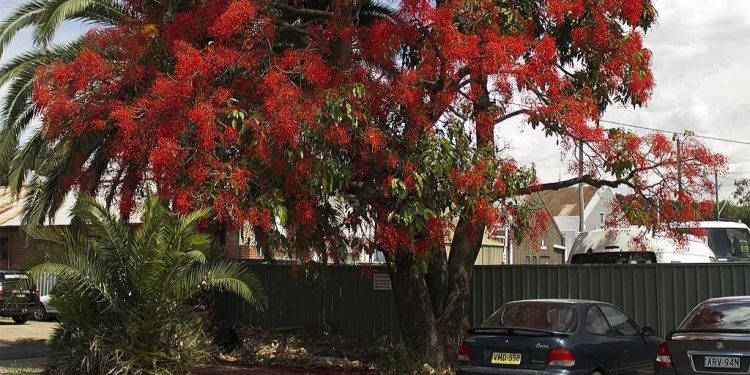 5 Fakta Menarik Pohon Api Illawarra, Raksasa Merah Australia