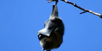 4 Hewan Pemangsa yang Menggunakan Suara untuk Berburu