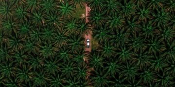 Apa yang Terjadi Jika Hutan Diganti Sawit?