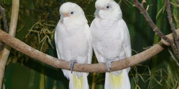 Kakak Beradik Jadi Tersangka Pembunuhan Advokat, Ini Peran Mereka