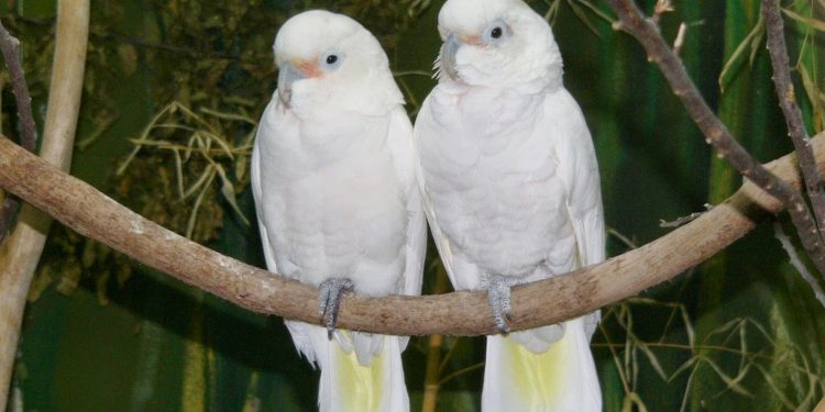 Kakak Beradik Jadi Tersangka Pembunuhan Advokat, Ini Peran Mereka