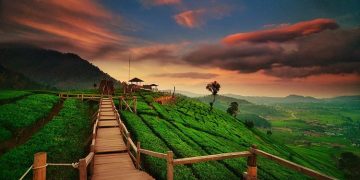 3 Fakta Kerusakan Kebun Teh Pangalengan: Disorot DPR RI, Dedi Mulyadi Sebut Terorganisir