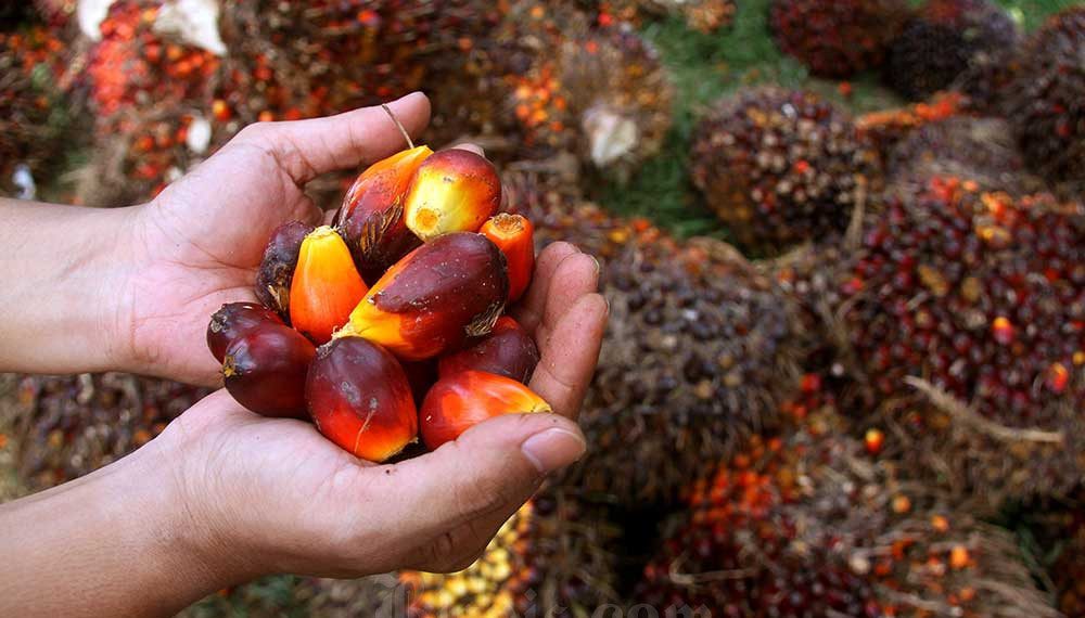 Advokat Marcella Santoso Didakwa 17 Tahun Penjara dalam Kasus Suap Vonis CPO