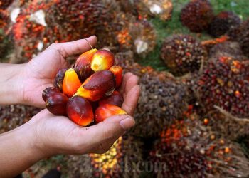 Advokat Marcella Santoso Didakwa 17 Tahun Penjara dalam Kasus Suap Vonis CPO