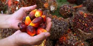 Advokat Marcella Santoso Didakwa 17 Tahun Penjara dalam Kasus Suap Vonis CPO