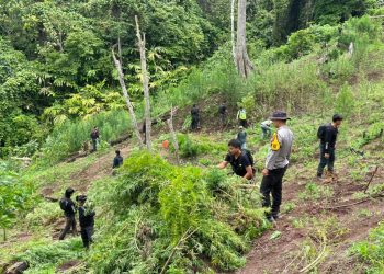 Polisi buru pemilik ladang ganja 3 hektare di Empat Lawang Sumsel