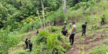 Polisi buru pemilik ladang ganja 3 hektare di Empat Lawang Sumsel